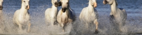 Camargue, France Camargue, France