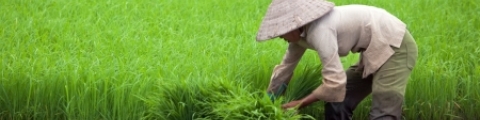 Vietnam Vietnam