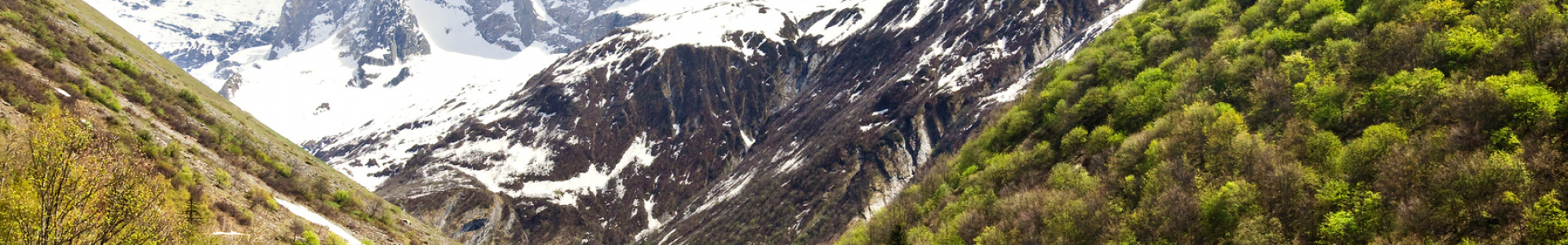 Suisse Suisse