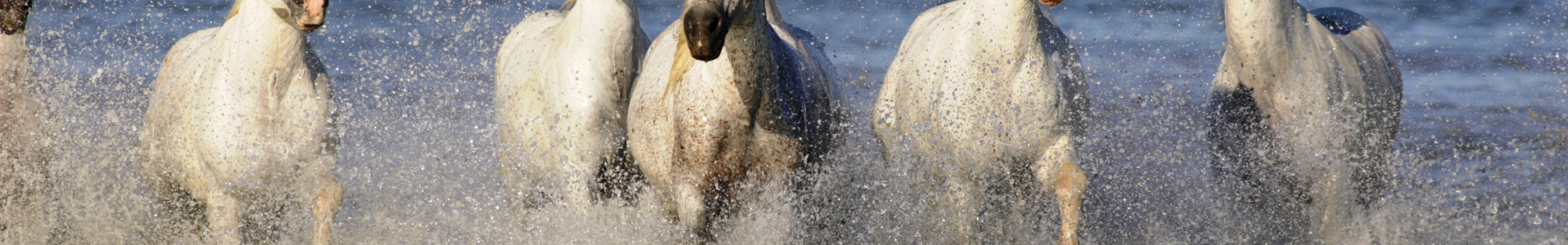 Camargue Camargue