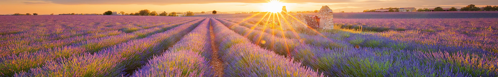 Provence Provence