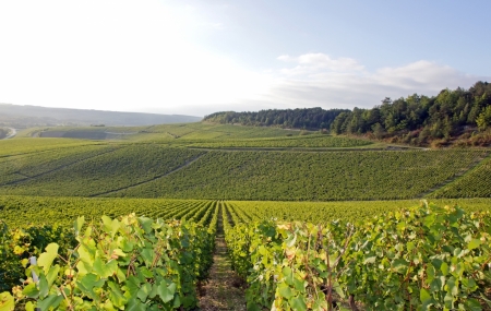 Bourgogne, Chablis : week-end 2j/1n en hôtel 4* + dîner, - 42%