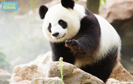 Zoo de Beauval : week-end 2j/1n en hôtel 3* + 2 jours d ...
