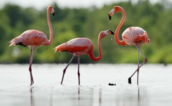 10 activités à faire à Djerba ! - L’île des flamants roses