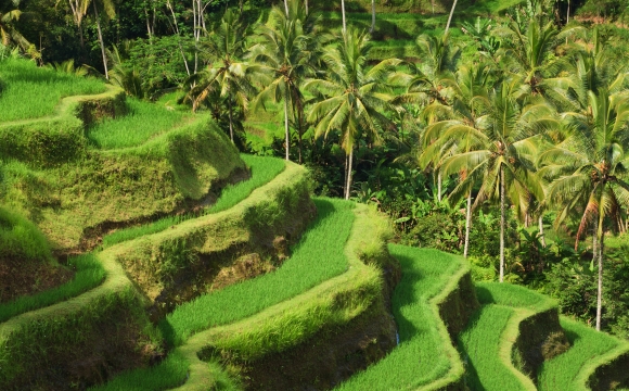 10 raisons de visiter Bali - Le naturel des terrasses de riz