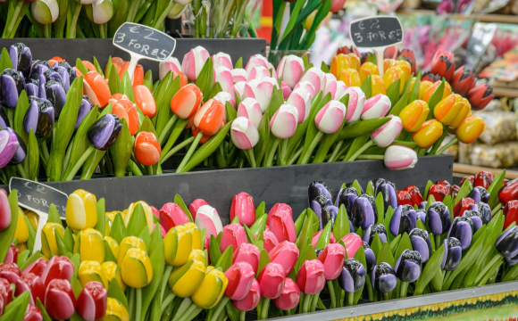 10 activités gratuites à faire à Amsterdam - Bloemenmarkt, le marché de fleurs