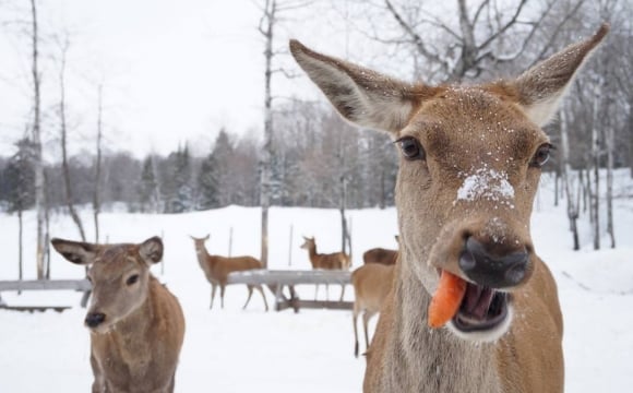 10 visites immanquables au Québec par Bird of Passage America - Le Parc Omega