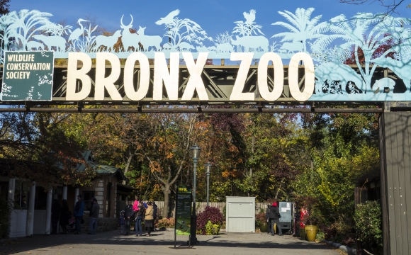 10 activités gratuites à faire à New-York - Découvrir le zoo du Bronx