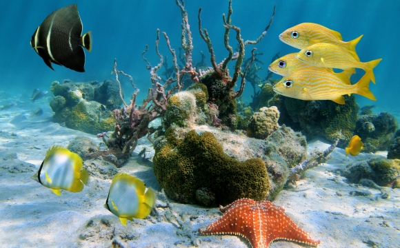 Top 10 des activités à faire en Guadeloupe - Découvrez une faune et une flore exceptionnelles