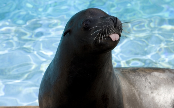 10 activités gratuites à faire à New-York - Admirer le New York Aquarium