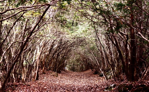 10 lieux qui font frissonner - La forêt d'Aokigahara
