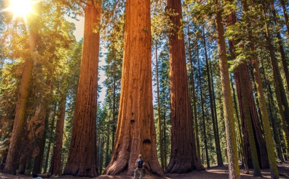 Les 15 plus beaux paysages des Etats-Unis - Séquoia National Park
