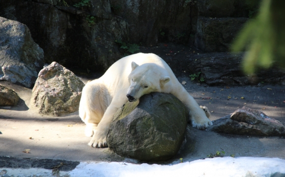 10 activités gratuites à faire à New-York - Découvrir le zoo du Bronx