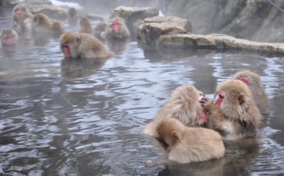 Les 10 plus belles sources d'eaux chaudes du monde - Parc des Singes de Jigokudani au Japon