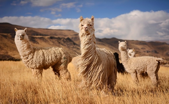 Les 10 raisons de visiter l’Argentine - Une faune unique et diversifiée