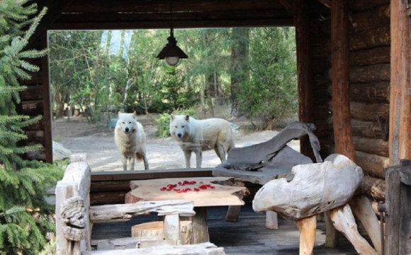 10 actvités insolites à tester durant les vacances d'été - Passer la nuit avec des loups