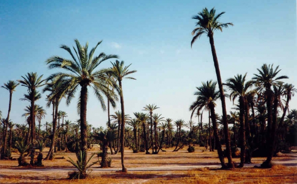 Top 10 des lieux à visiter à Marrakech - Visiter la palmeraie à dos de chameau