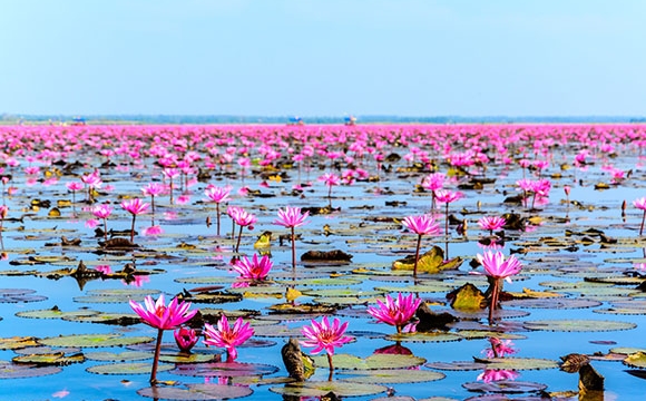 10 photos de voyage pour voir la vie en rose - Lac de Nong Dhan, Thaïlande
