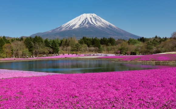 10 photos de voyage pour voir la vie en rose - Cerisiers en fleurs, Mont Fuji au Japon