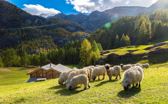 10 actvités insolites à tester durant les vacances d'été - À la découverte des bergers