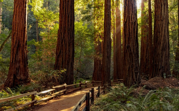 Les 15 plus beaux paysages des Etats-Unis - Séquoia National Park