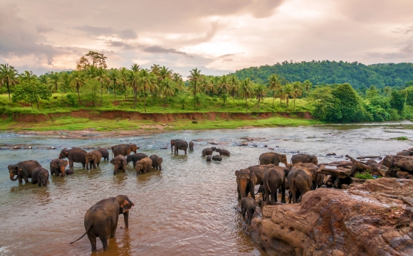Les 10 destinations incontournables en 2015 - SRI LANKA