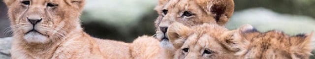 Wonderwwekend : promos zoos & parcs, 2j/1n hôtel + petit-déjeuner + entrée Wonderwwekend : promos zoos & parcs, 2j/1n hôtel + petit-déjeuner + entrée