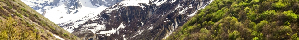 Suisse Suisse