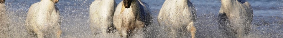 Camargue Camargue