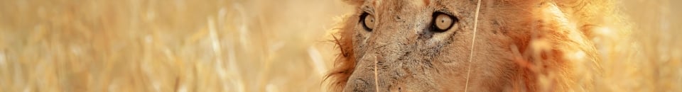 Kenya Kenya