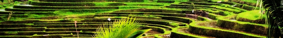 Bali Bali