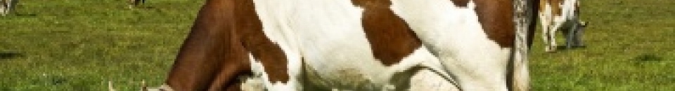 Limousin Limousin