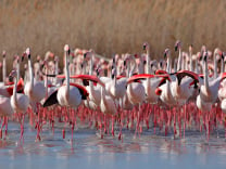 Les plus beaux endroits à visiter en Camargue 