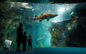 Aquariums et zoos et partout en France : Zoo de Beauval, de Thoiry, Aquarium St-Malo