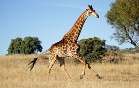 Afrique du Sud : autotour 9j/6n en hôtels + petits-déjeuners + location de voiture + safari + vols