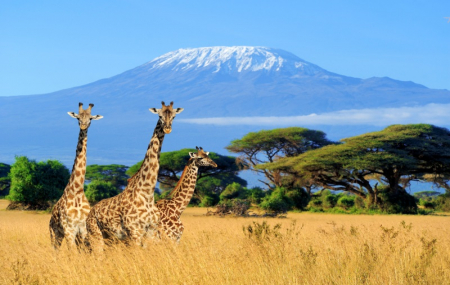 Kenya : vente flash, circuit 9j/7n en hôtel 4* + pension + safari + vols , - 41%