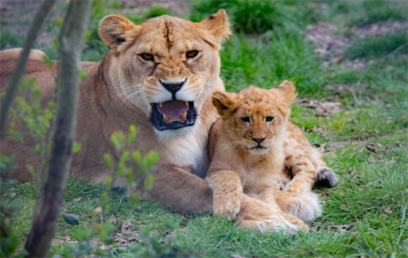 ZooSafari Thoiry, été : week-end 2j/1n en tanière + demi-pension + 2 jours d'accès parc