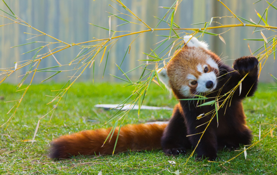 Zoo de Beauval vente flash, 2j/1n en résidence 3* avec petitdéjeuner
